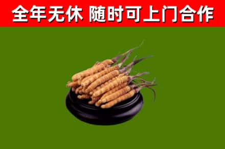 靖安县烟酒回收冬虫夏草.jpg
